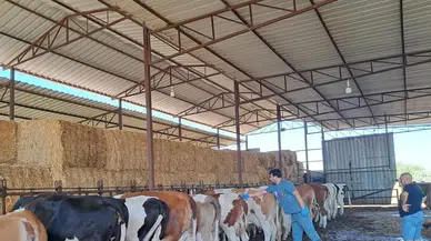 Söke’de şap hastalığı tespit edildi, hayvan hareketleri yasaklandı