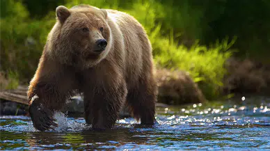 Kanada'da ayı saldırı: 11 kişi yaralandı