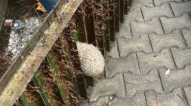 Balıkesir’de mazgala sıkışan kirpi itfaiye tarafından kurtarıldı