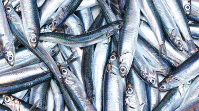 Samsunspor lider olunca hamsiyi 100 TL yerine 25 TL’den sattı