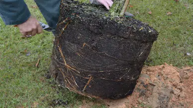 Adana Feke’de 37 yıl önce dikilen fidanlar ormana dönüştü