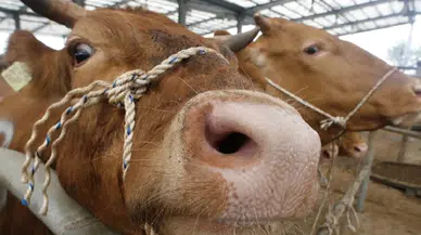 Uzmanlardan deli dana hastalığı uyarısı: Sakatattan bulaşıyor, ölümle sonuçlanıyor!