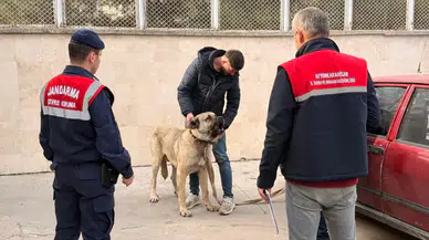 Afyonkarahisar'da köpek dövüştüren 12 şüpheli suçüstü yakalandı!