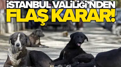 İstanbul’da sokak köpeklerini beslemek yasaklandı