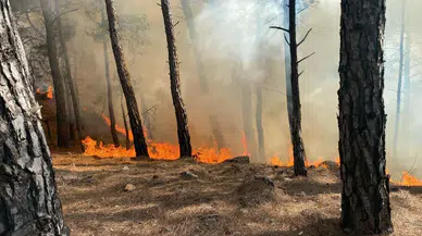 Muğla Seydikemer’de orman yangını!
