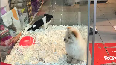 Petshoplara yeni düzenleme: Yaban hayvanı için çifte belge şartı getirildi