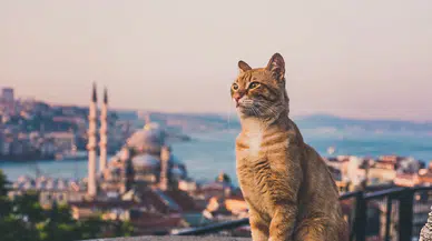 Catstanbul: İstanbul’un sokak kedileriyle kurduğu yüzyıllık bağ!