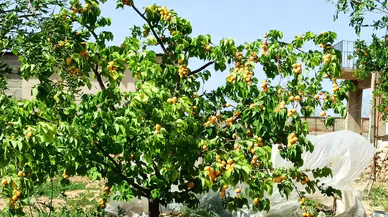 Malatya’da don raporu için protokol