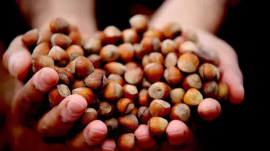 Düzce’de fındık ihracatı düştü