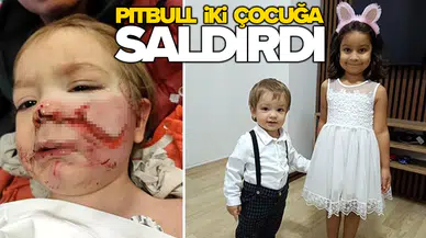 Pitbullun sahibi tutuklandı