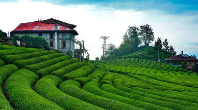 Lipton Türkiye'de üretimi bıraktı