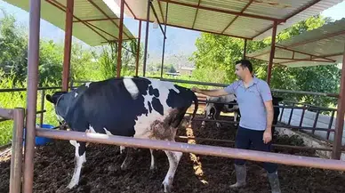 Milas’ta şap alarmı: 11 mahallede karantina