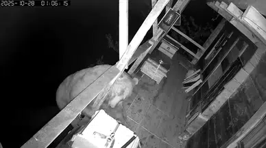 Trabzon’da ayı bal sefası yaptı