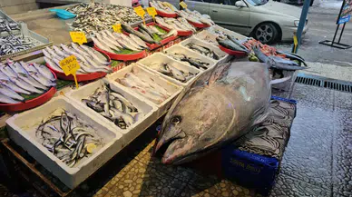 Erzincan’da 287 kiloluk dev orkinos ilgi odağı oldu