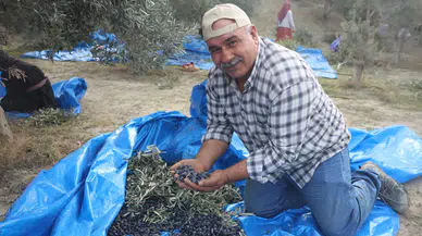Hatay’da kuraklık zeytini vurdu