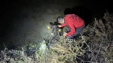 Hatay’da su kanalına buzağı düştü!