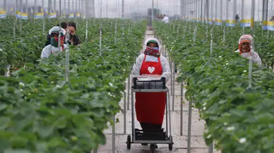 Yapay zekanın desteğiyle çilekte 7 ülkeye ihraç!