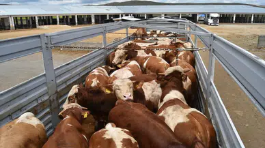 Tekirdağ'da hayvan sevkiyatına ceza: 2 kişi 134 bin lira ödeyecek!