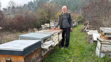 Bursa'da zirai ilaç yüzünden milyonlarca arı öldü!