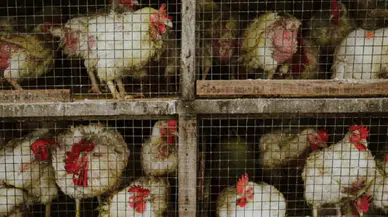 Tavuk kafesleri yasaklanıyor: İngiltere’den hayvan haklarında tarihi karar