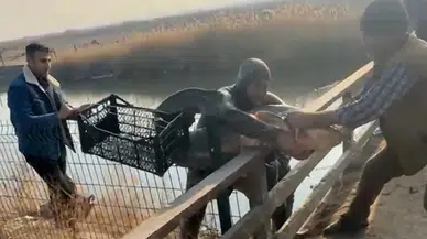 Iğdır’da balık adam: Sazlıkta eliyle yayın balığı yakalıyor