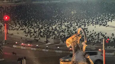 Erzincan'da karga istilası: Akşam saatlerinde sokağa çıkanlar dikkat!