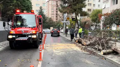 Kadıköy’de yola devrilen ağaç panik yarattı!