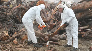 Manisa’da budanan dallar ihtiyaç sahiplerine dağıtılıyor
