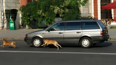 Köpekler neden arabaların peşinden havlayarak koşar?