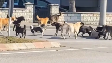 15 başıboş köpeğin kavga ettiği anlar kamerada!
