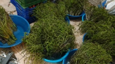 Aydın'da sarmaşık otu köylüye geçim kapısı oldu: Tüketiciye şifa sağlıyor