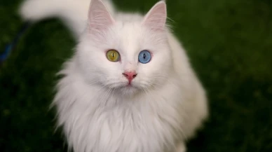 Van kedilerinin gözleri neden iki renkli? İşte o gizemli sebep!