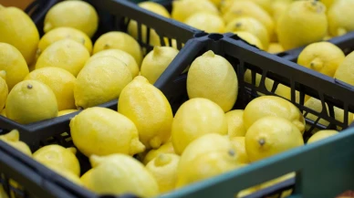 Limon ihracatı durduruluyor!