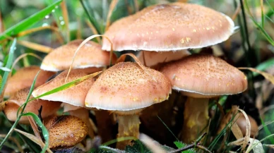 Mantar zehirlenmelerine dikkat: Zehirli olup olmadığı nasıl anlaşılır?