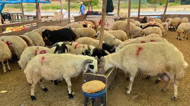 Bayramda kesim ücretleri belli oldu!