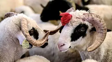 Kurban Bayramı ne zaman başlayacak