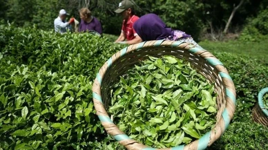 ÇAYKUR 1500 işçi alımı başvuruları