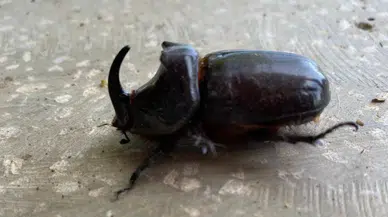 Dünyanın en güçlü böceği Manisa'da yakalandı!
