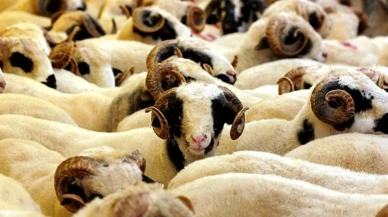 2025 yılı kurban hizmetlerine dair yeni tebliğ yayımlandı!