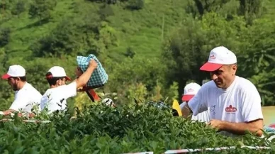 ÇAYKUR 1500 işçi alımı başladı || ÇAYKUR işçi alımına kimler başvurabilir?
