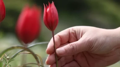 Bu çiçeği koparmanın bedeli tam 557 bin TL!