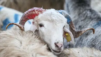 2025 arife günü mesajları