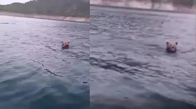 Sinop'ta ilginç anlar: Boyabat Barajı'nda yüzen ayı sürprizi