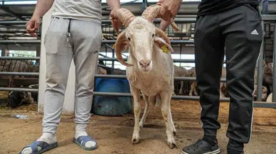 Bursa Hayvan Pazarı'ndaki 4 boynuzlu koç görenleri hayrete düşürdü!