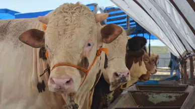 Kurban Bayramı’nda kaçak et çekimine karşı sıkı denetim: Halk sağlığı öncelikte