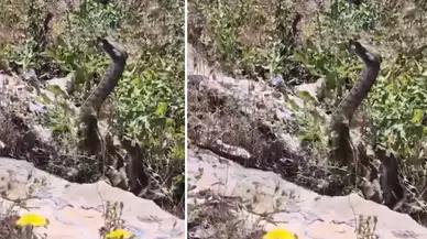 Elazığ’da tüyler ürperten anlar! Videoya çektiği yılan birden saldırdı