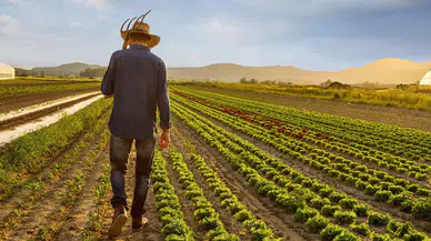 Çiftçilere destek ödemesi bugün yatırılıyor!