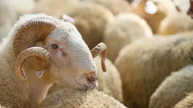 Kurban keserken besmele ve dua okumanın dini hükmü nedir? İşte kurban keserken okunacak dua!