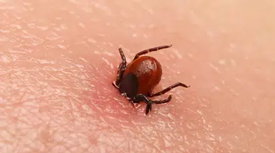 Kene kabusu devam ediyor