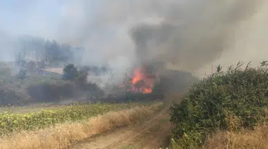 Tekirdağ'da orman yangını, tarım arazilerine sıçradı